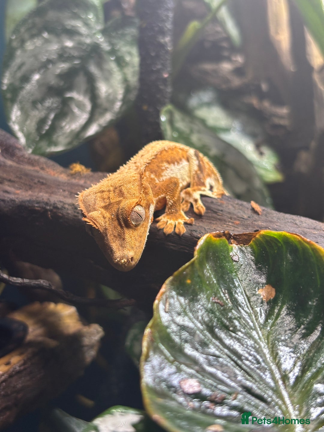 Gecko reptiles for sale: creamsicle lily white crested gecko  - Advert 1