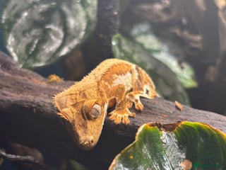 Gecko reptiles for sale: creamsicle lily white crested gecko - Advert 1
