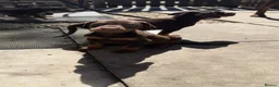 Dobermann dogs for sale: Doberman puppies  - Advert 11