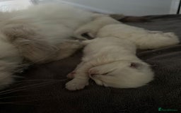 Ragdoll cats for sale: Stunning Ragdoll kittens. Champion line.  - Image 7