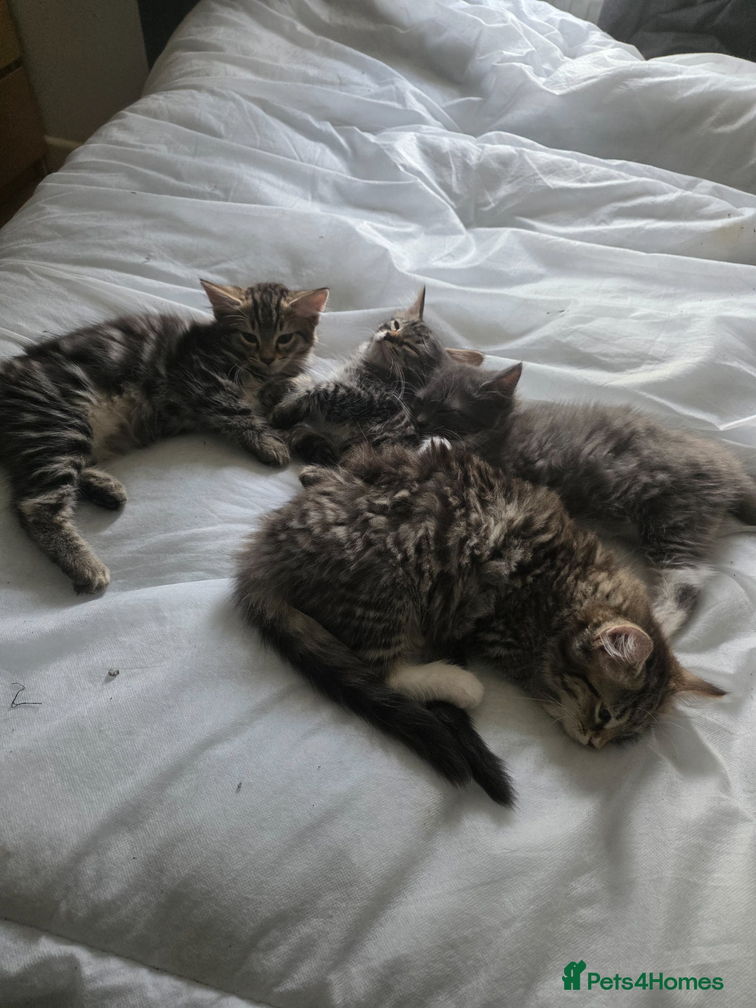 Mixed Breed cats Ragdoll x tabby kittens - Advert 7