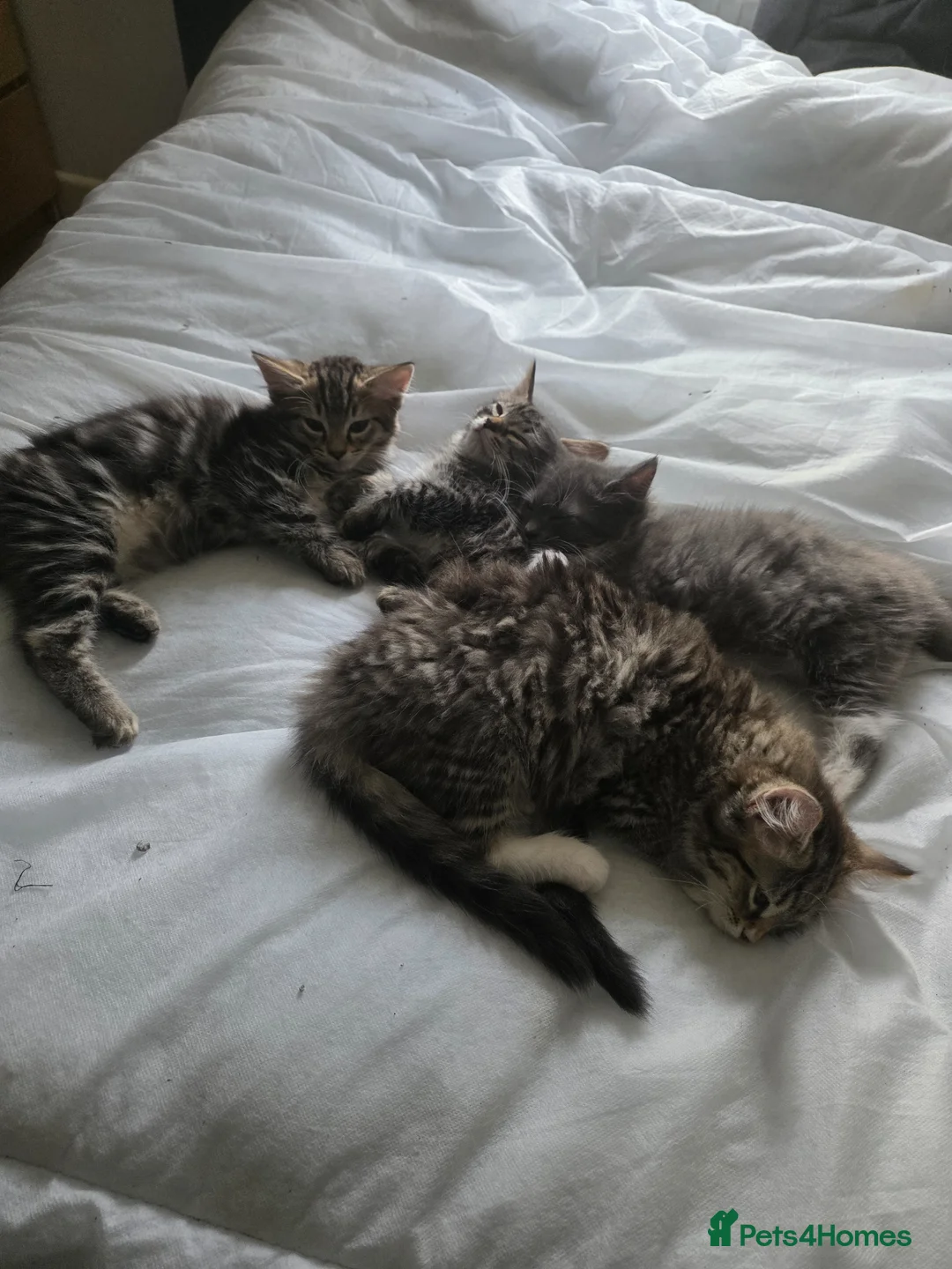 Mixed Breed cats for sale: Ragdoll x tabby kittens in Canterbury - Advert 1