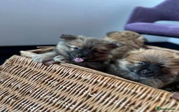 German Spitz dogs for sale: German spitz - Image 1