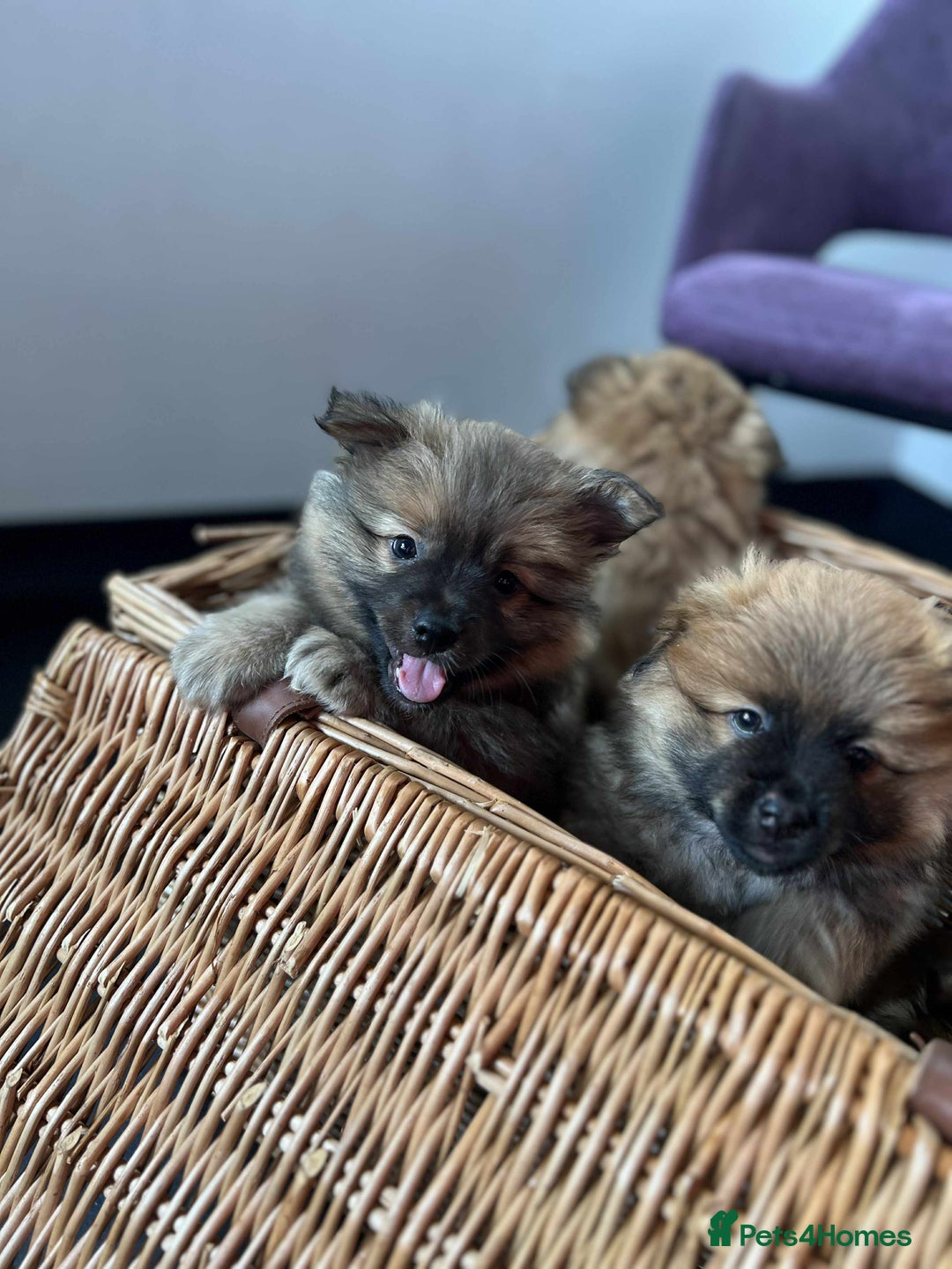 German Spitz dogs for sale: German spitz - Image 1