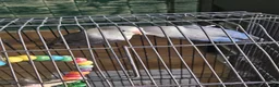 Lovebirds birds for sale: Blue Male Lovebird - Advert 4