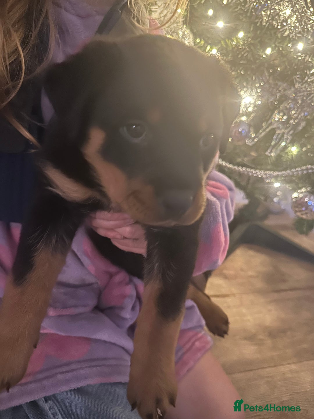 Rottweiler dogs for sale: Ready now female Rottweiler puppy  - Advert 1