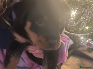 Rottweiler dogs Ready now female Rottweiler puppy - Advert 1