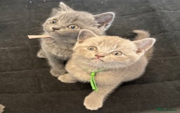 British Shorthair cats for sale: Beautiful British short haired /British long hair  - Image 6
