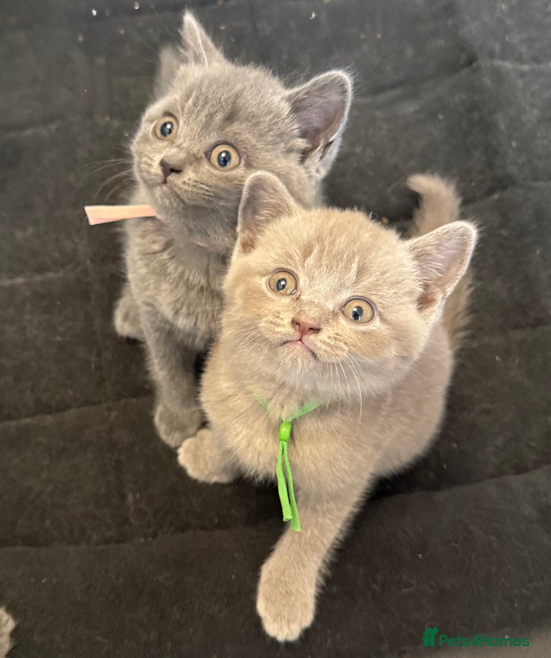 British Shorthair cats for sale: Beautiful British short haired /British long hair  - Image 6