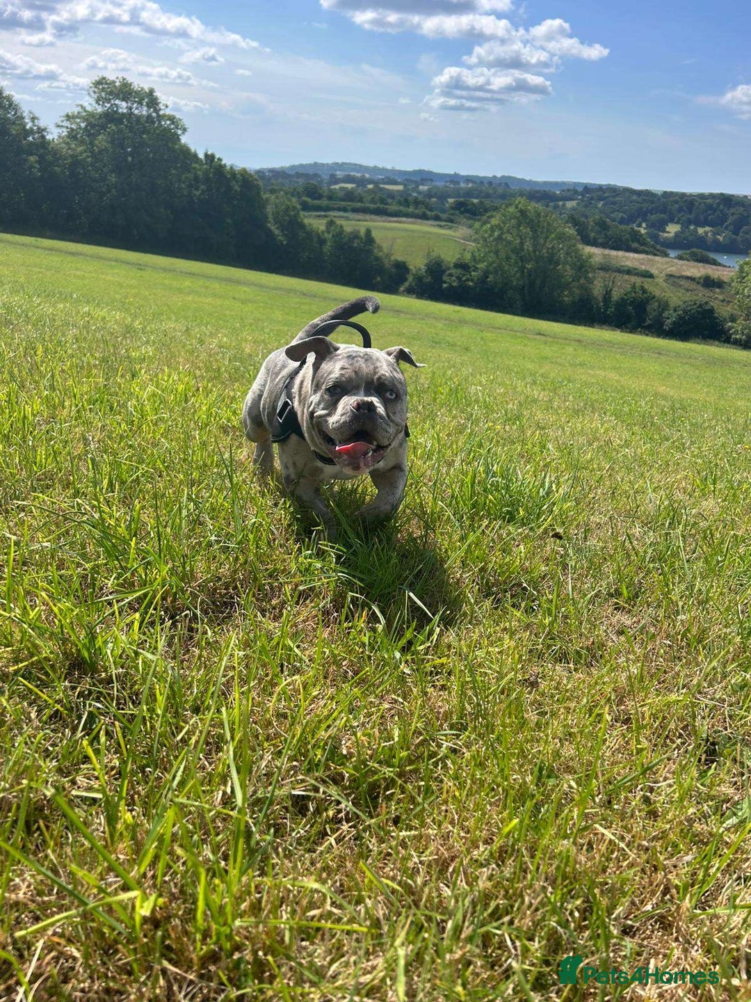 American Bully dogs for sale: Pocket bullly , 9 months  - Image 1