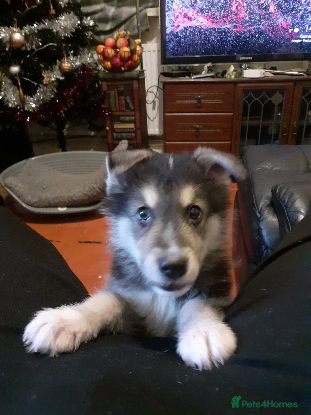 Shepsky dogs for sale: 14 week old husky cross German shepard male  - Advert 3