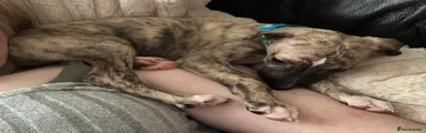 Whippet 2