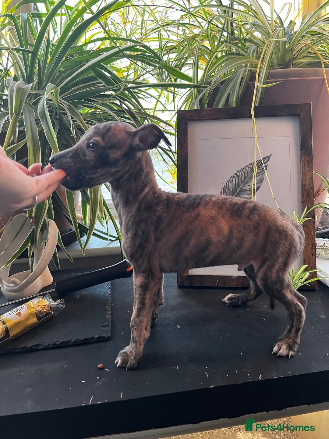 Whippet dogs for sale: Stunning KC Male - Advert 1