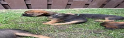 Border Terrier dogs for sale: Border terrier puppies  - Advert 6