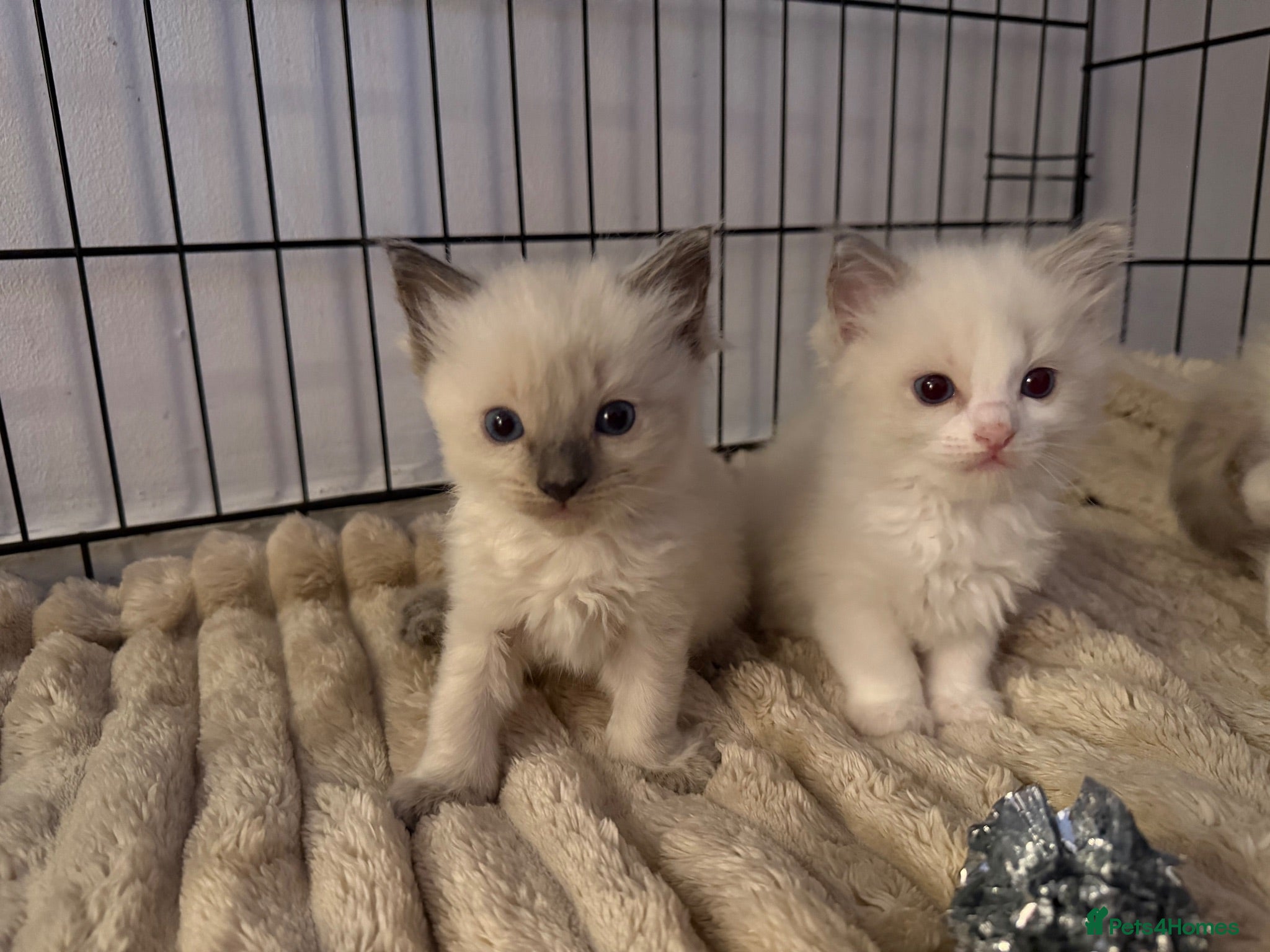 Ragdoll cats 🐾 Beautiful Ragdoll Kittens For Sale 🐾 - Advert 1