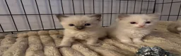 Ragdoll cats for sale: 🐾 Beautiful Ragdoll Kittens For Sale 🐾 - Advert 1