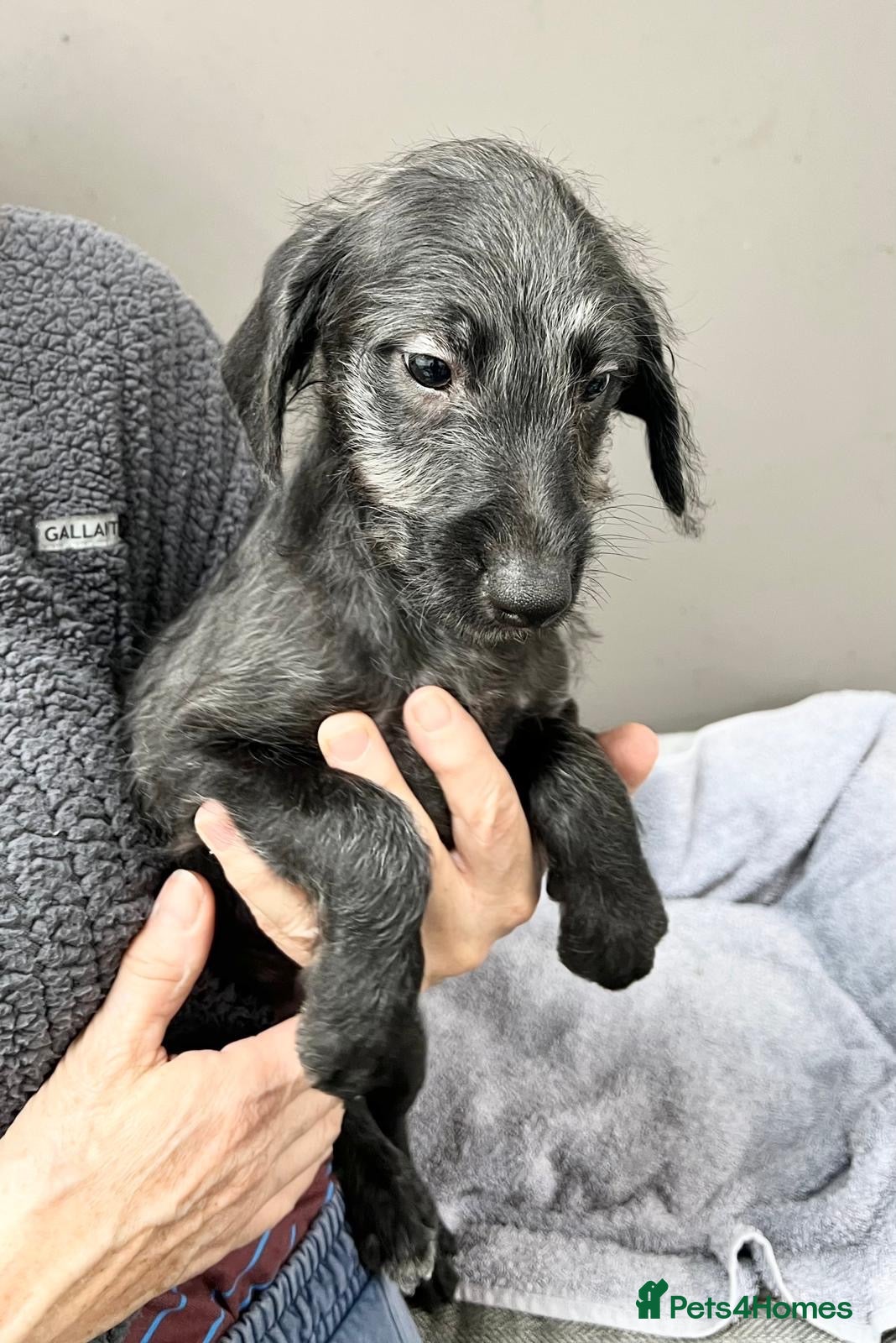 Bedlington Terrier dogs Top Quality F1 Bedlington x Whippet Puppies - Advert 3