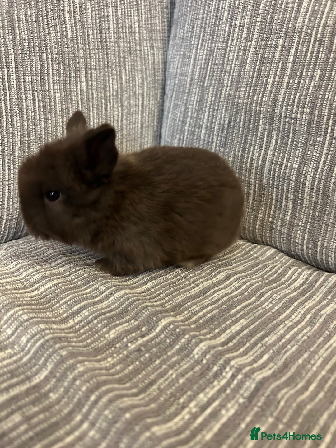 Mini Lop rabbits for sale: Pure Mini Lop babies  - Advert 2