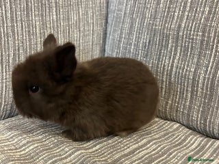 Mini Lop rabbits Pure Mini Lop babies - Advert 17