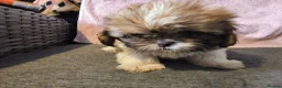 Shih Tzu dogs for sale: Quality Half Imperial Shihtzus. - Advert 6