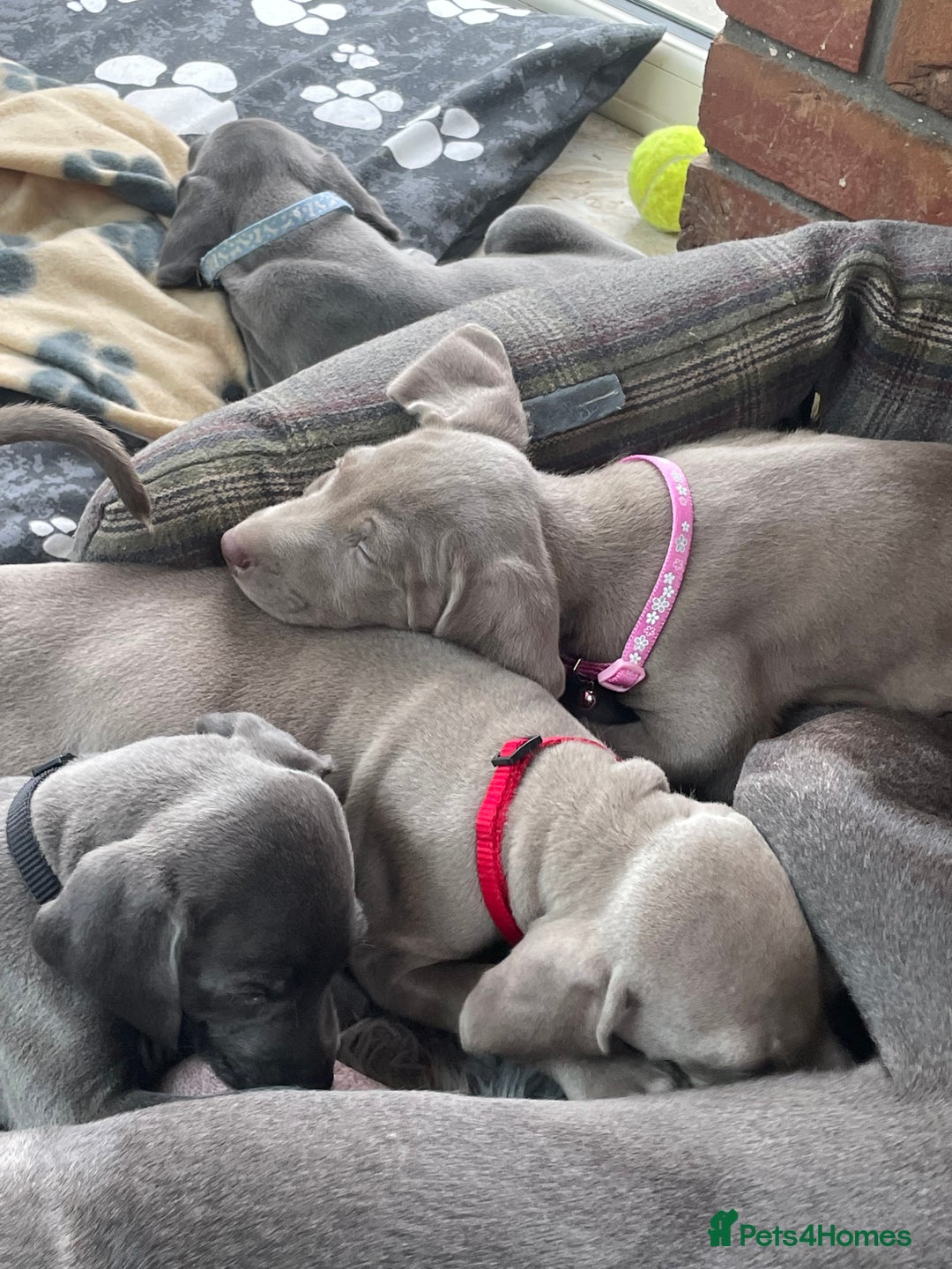 Weimaraner dogs for sale: KC Weimaraner puppies  - Image 10