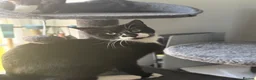 Domestic Shorthair cats for sale: Milo  - Advert 2