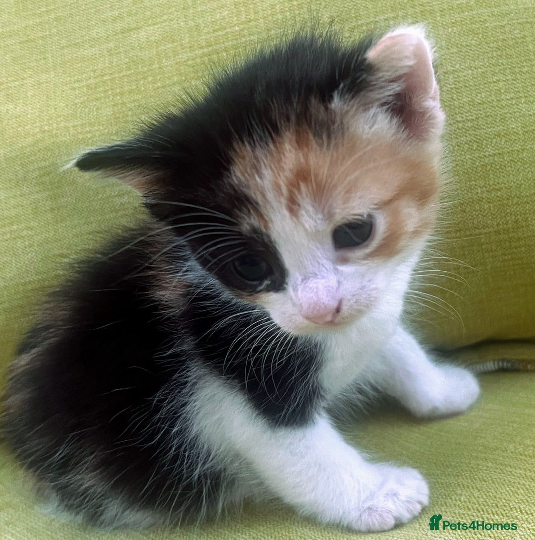 Mixed Breed cats for sale: CLEMMIE’S CUTIES  - Image 6