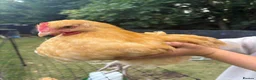 Chickens poultry for sale: 2x Buff Orpington Cockerels looking for a new home - Advert 7