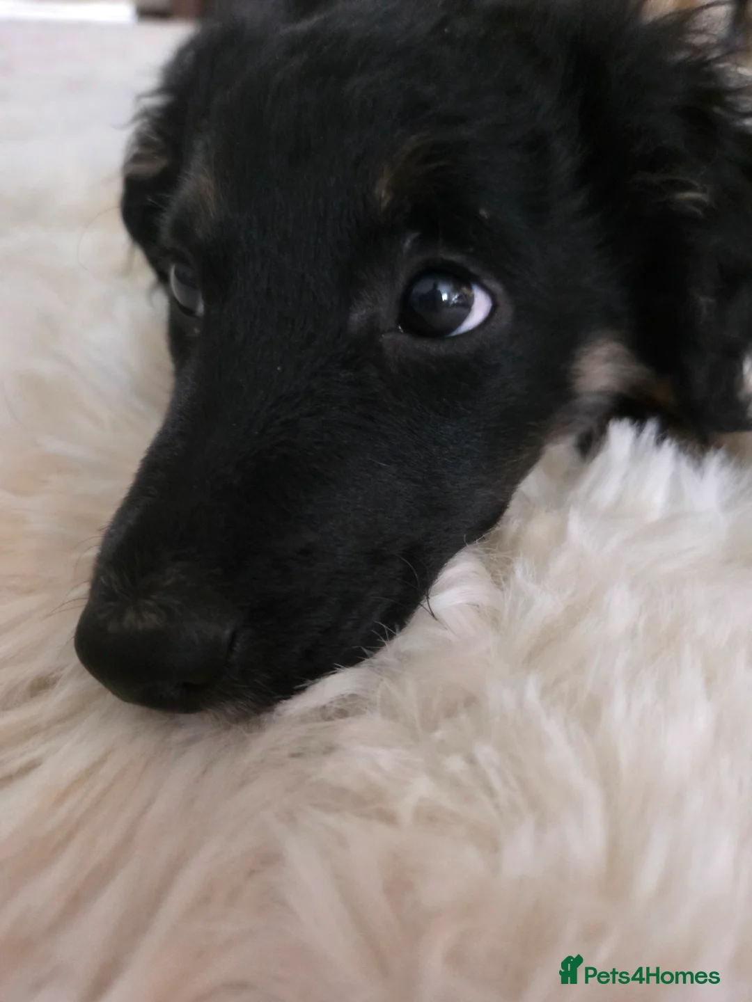 Bordoodle dogs for sale: Bordoodle pups - Advert 5