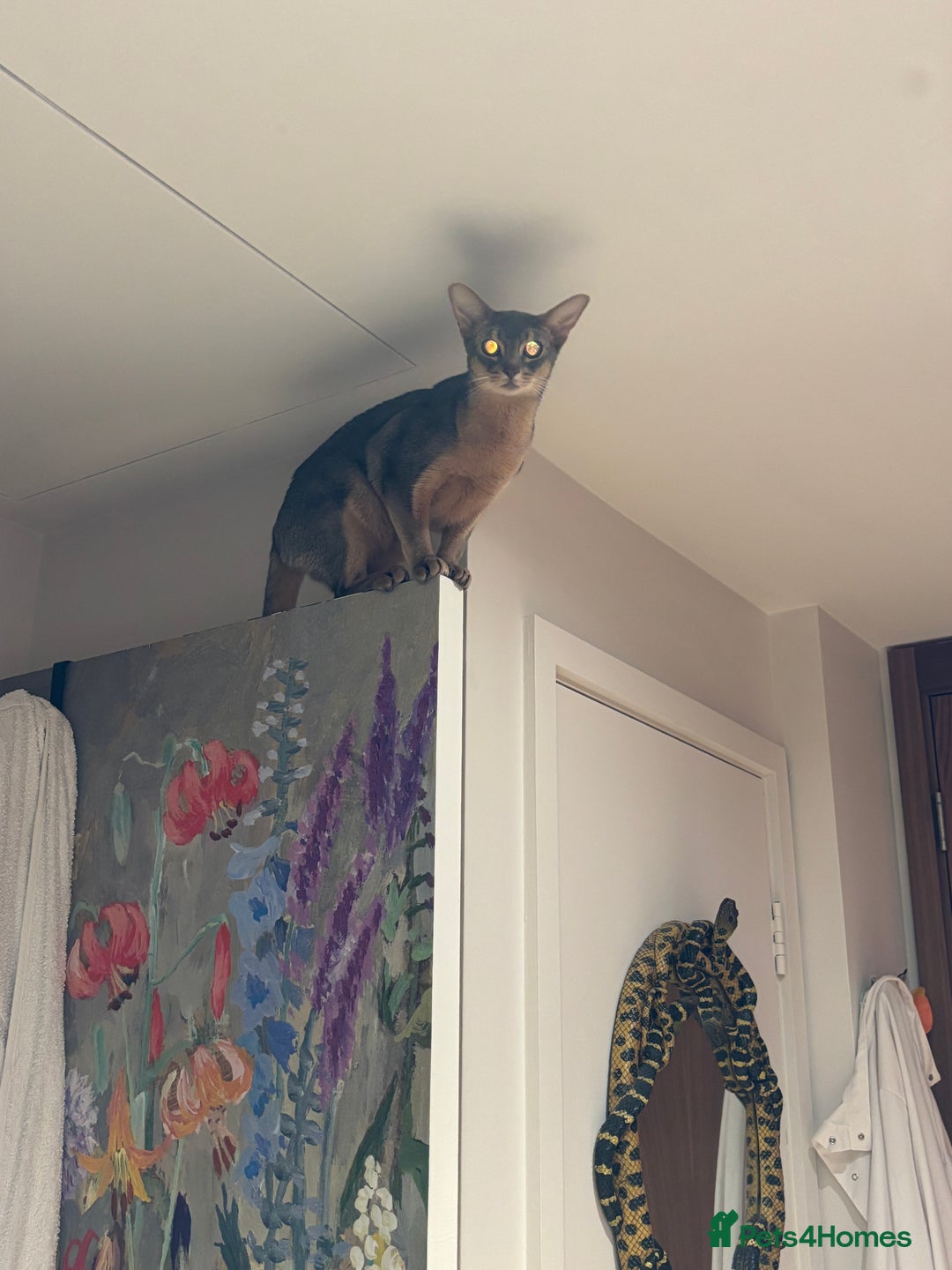 Abyssinian cats for sale: Male Abyssinian Cat Looking for a Loving New Home - Image 12