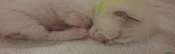 Ragamese cats for sale: Beautiful Ragamese Kittens  - Advert 13