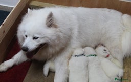 Samoyed dogs for sale: Samoyed puppies - fluff and joy - Image 5