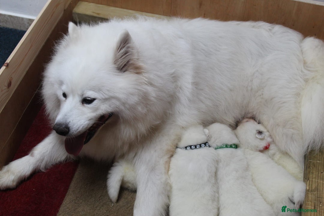 Samoyed dogs for sale: Samoyed puppies - fluff and joy - Image 5