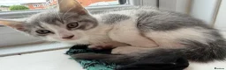 Mixed Breed cats for sale: Beautiful Bengal x Domestic Short Hair Kittens 🐾 - Advert 12