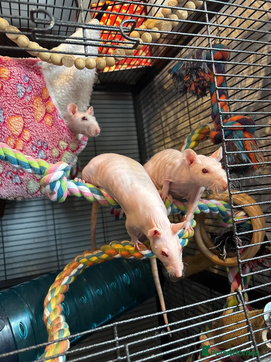 Rat rodents for sale: Hairless rats  - Image 2