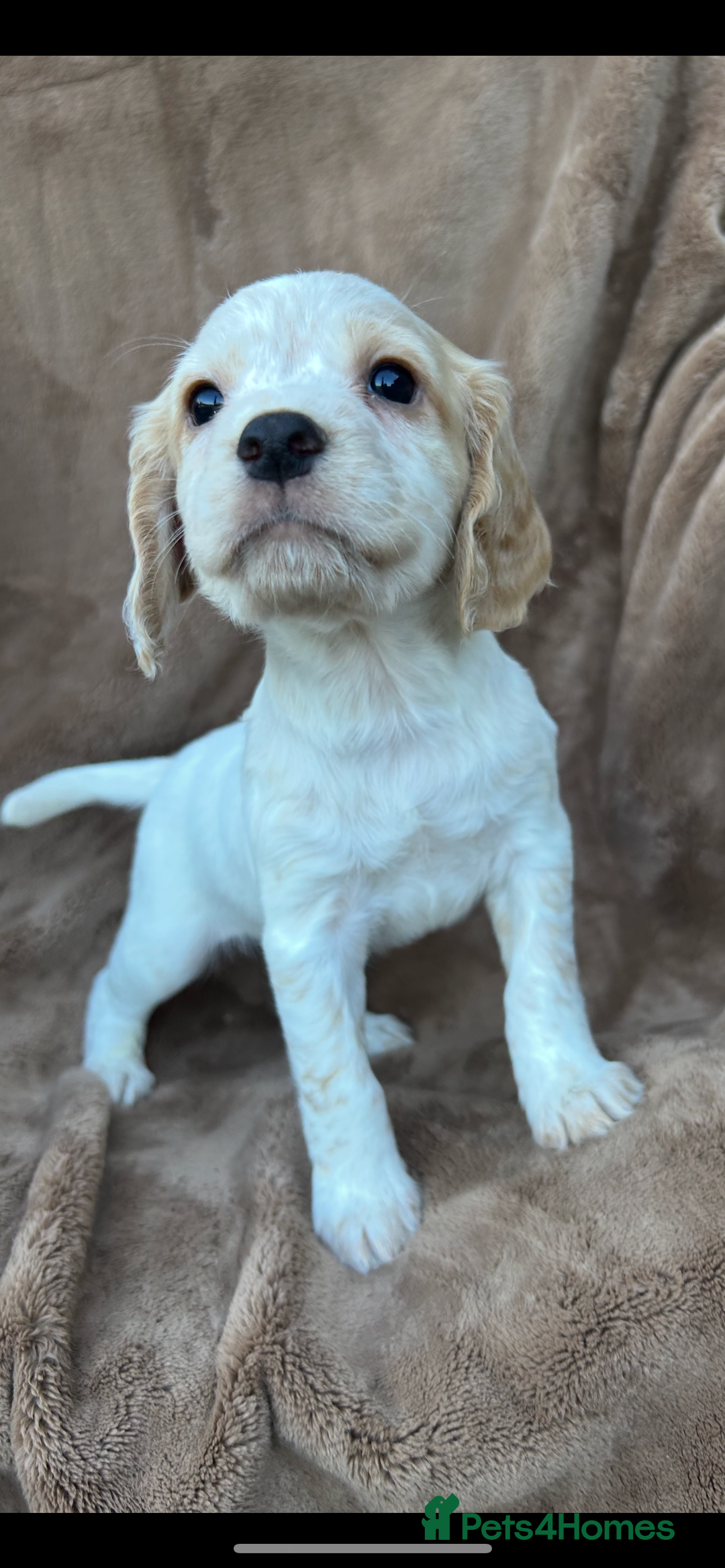 Cocker Spaniel dogs for sale: Gorgeous kc registered cocker spaniel puppies - Image 18