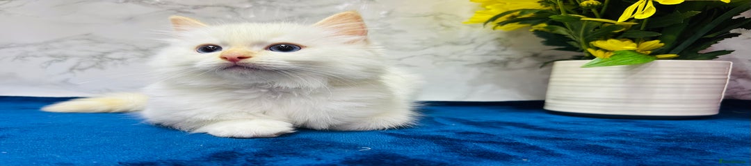 Ragdoll Kitten 4