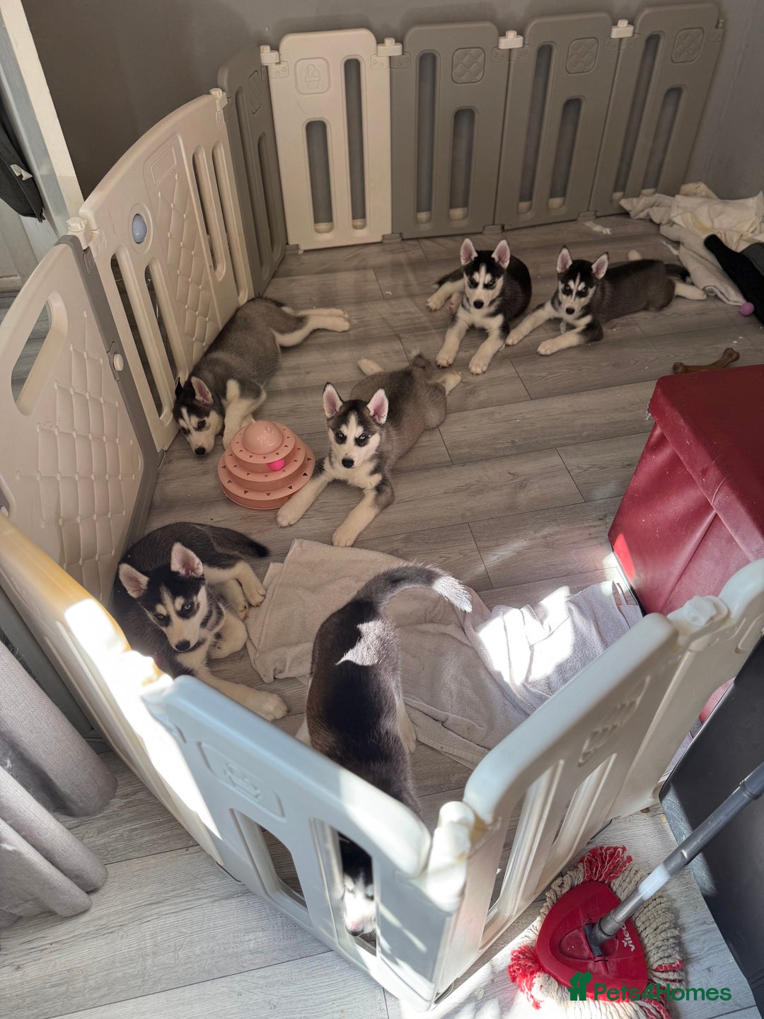 Siberian Husky dogs for sale: Beautiful loving Blue Eyed Siberian Husky’s - Image 9