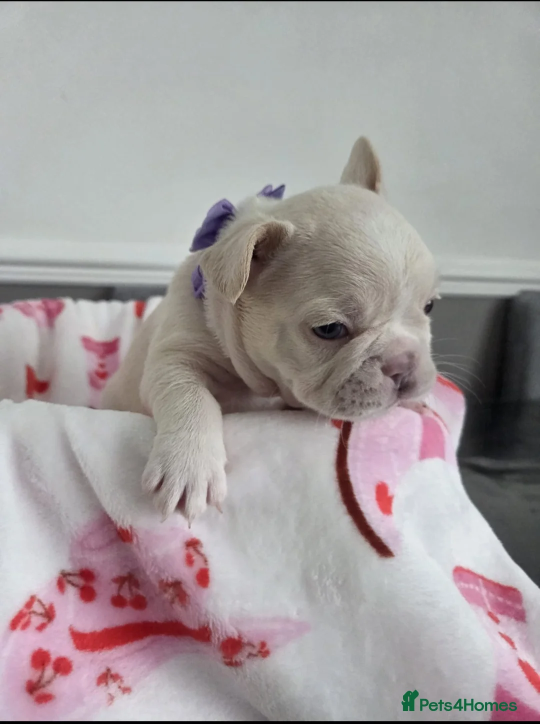 French Bulldog dogs for sale: Beautiful Frenchie puppies - Advert 17