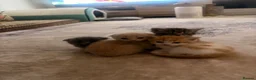 Mixed Breed cats for sale: Scottish Fold Kittens Looking for Loving Homes in London - Advert 2