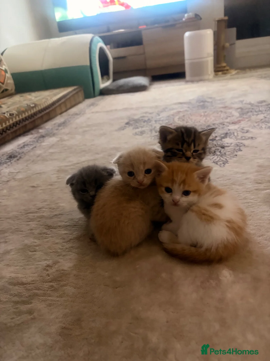 Mixed Breed cats for sale: Scottish Fold Kittens Looking for Loving Homes in London - Advert 2
