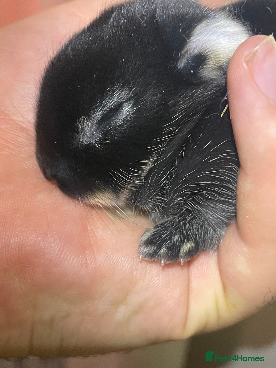 Mixed Breed rabbits for sale: 5 Rex/lionhead mix bunnies for sale - Advert 2