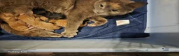 Mixed Breed cats for sale: 3 ginger kittens - Advert 1
