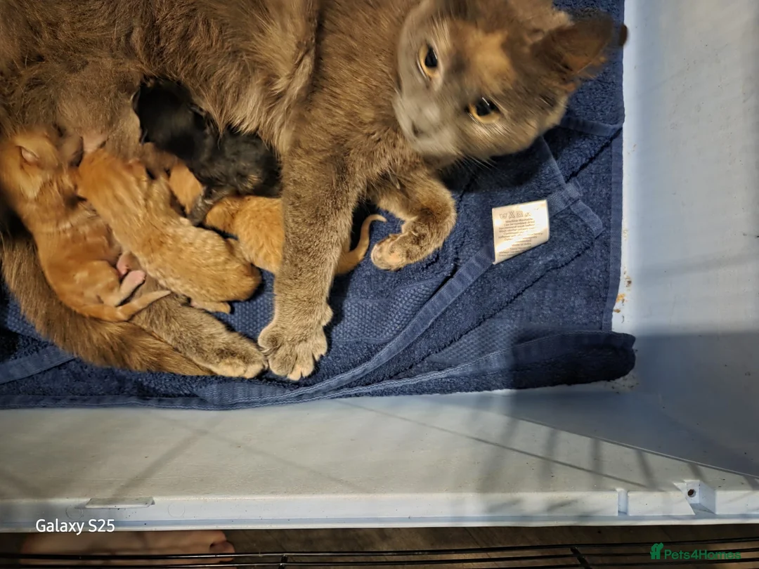 Mixed Breed cats for sale: 3 ginger kittens - Advert 1