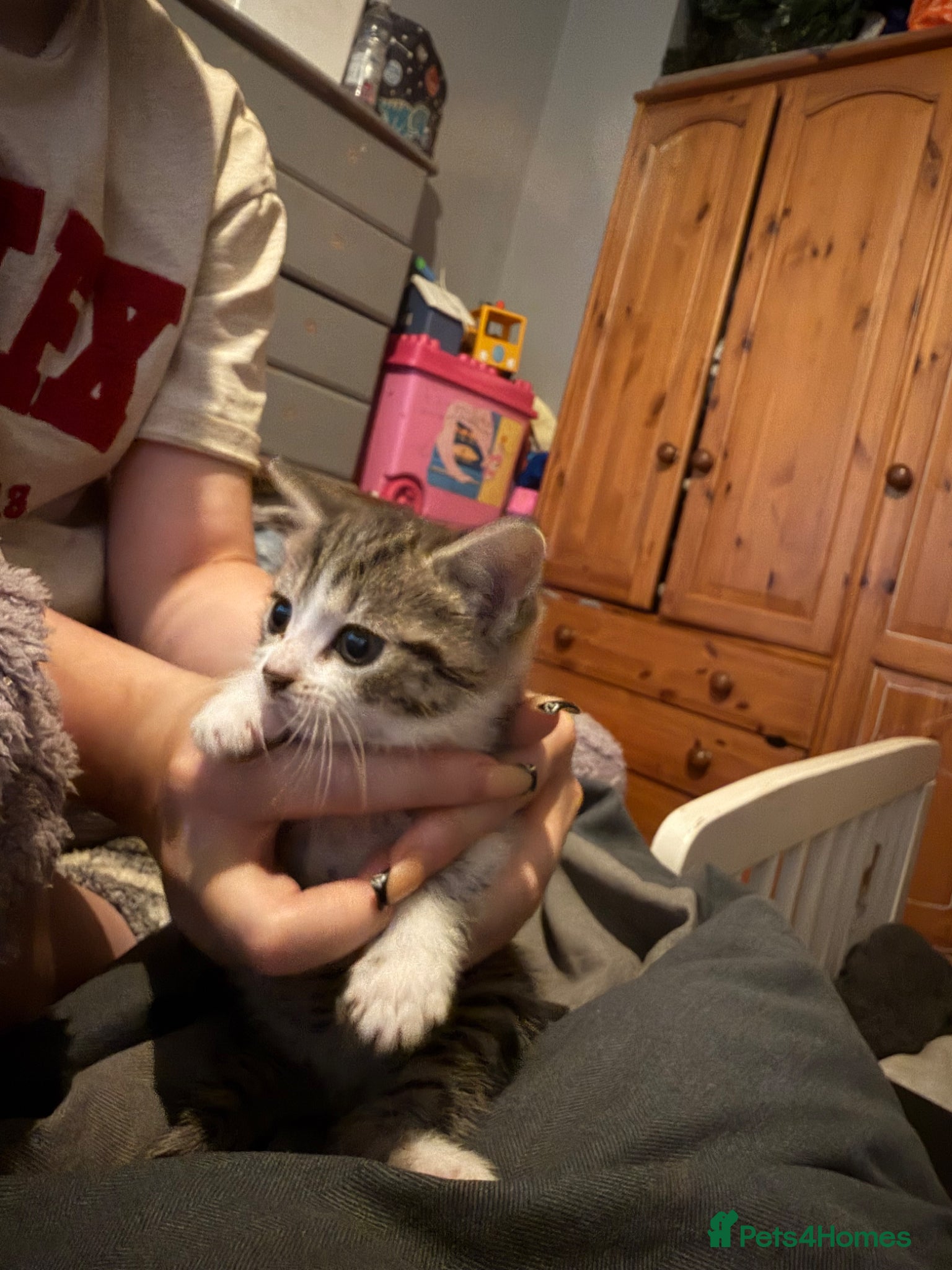 Mixed Breed cats for sale: Two tabby female kittens - Advert 5