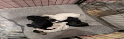Cockapoo dogs for sale: Beautiful litter of 5 Cockapoos 1 girl left in Preston - Advert 10