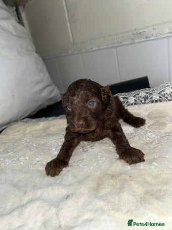 Cockapoo dogs - Advert 4