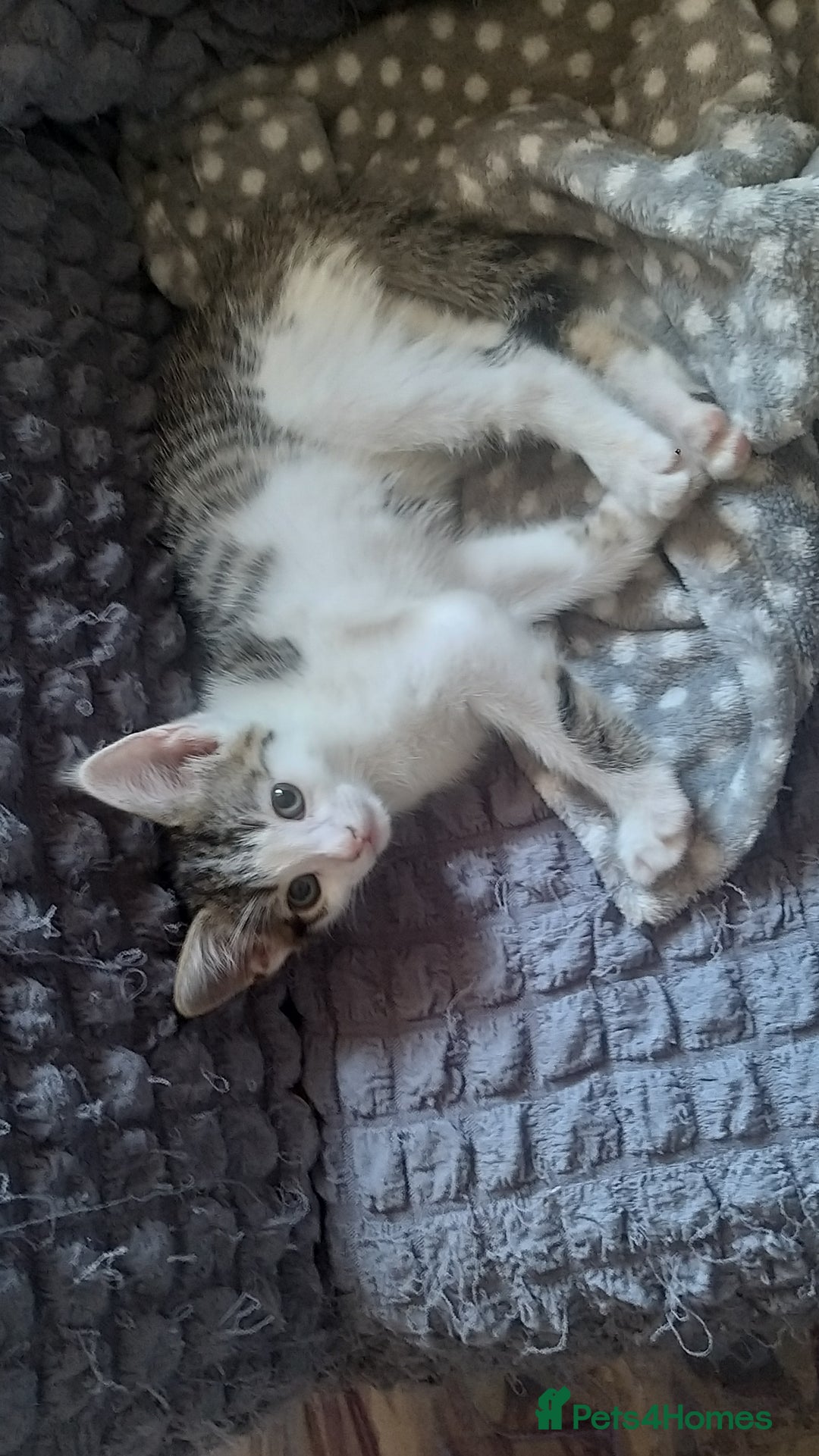 Bengal cats for sale: Mixed Bengal kittens - Advert 15