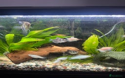 Angelfish fish for sale: Fish tank and fish for sale - Image 3