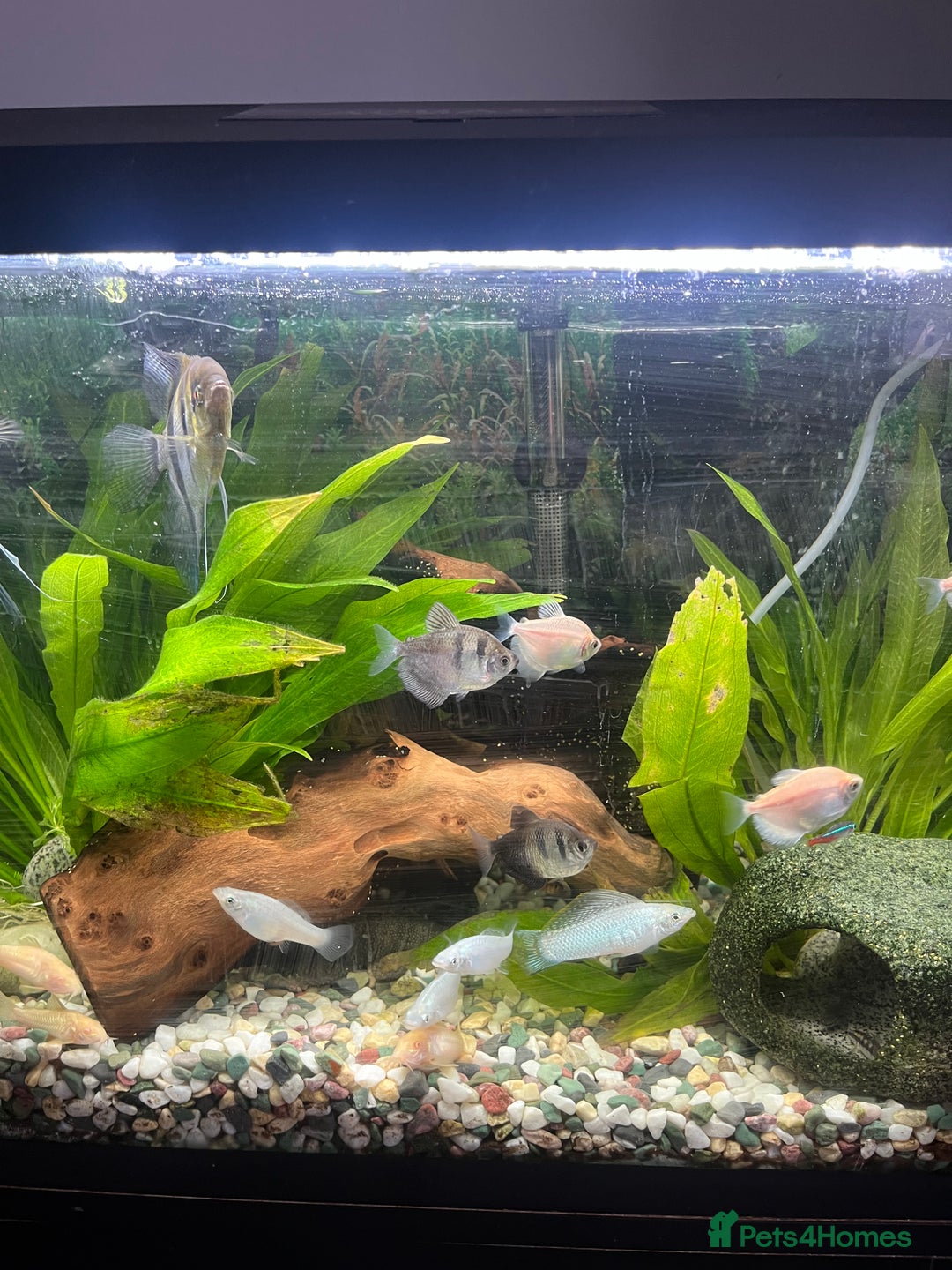 Angelfish fish for sale: Fish tank and fish for sale - Image 3